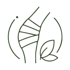 Upanaha Sweda (Herbal Poultice Bandaging)